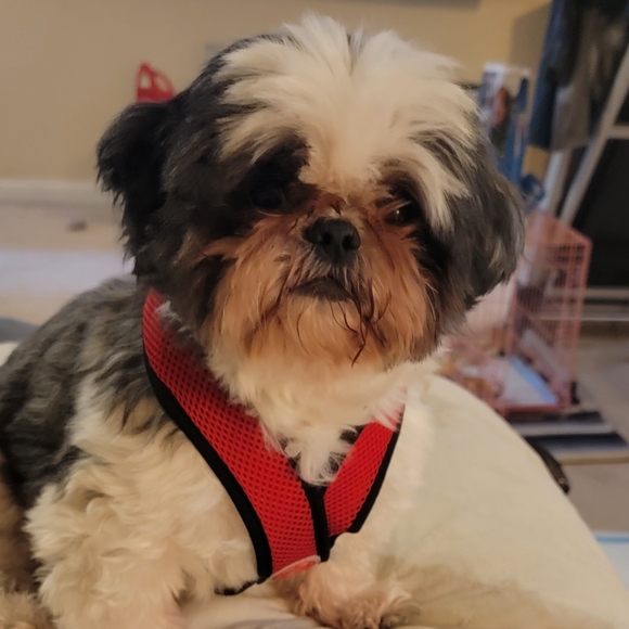 ๐Toys!  Need more toys!๐๐๐๐ - Picture 6 of 6